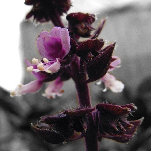 Basil 'Red' / 'Dark Opal'