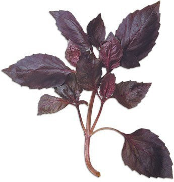 Basil 'Red' / 'Dark Opal'