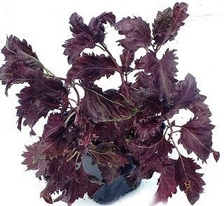 Basil 'Red' / 'Dark Opal'