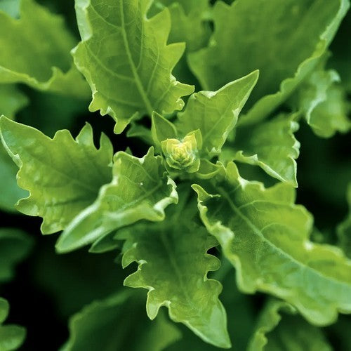 Basilicum 'Serrata'