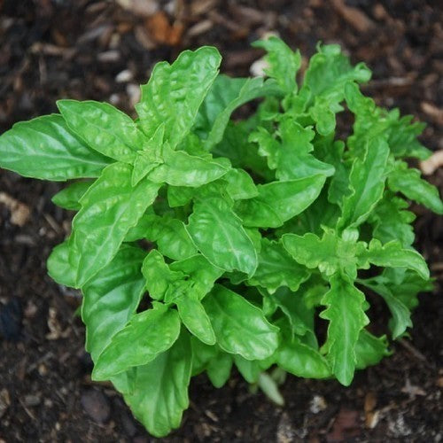 Basilicum 'Serrata'