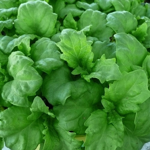 Basilicum 'Serrata'