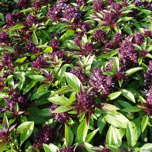 Basilicum 'Siam Queen'