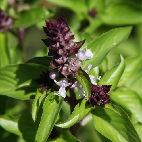 Basilicum 'Siam Queen'