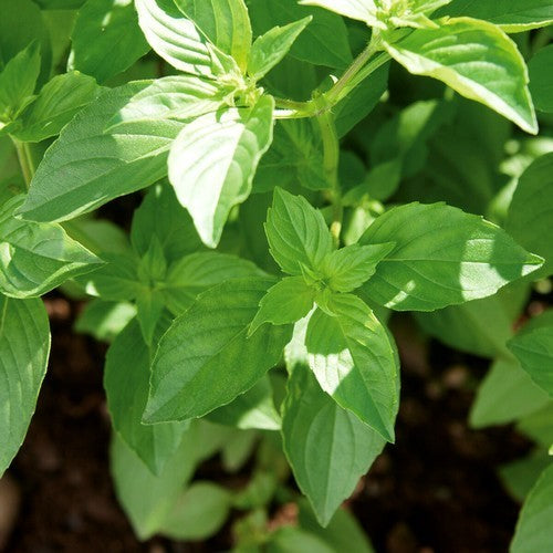 Basil 'Sweet Thai' / 'Lime'