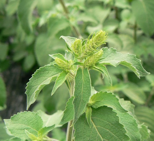 Basil tree