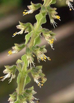 Basil tree