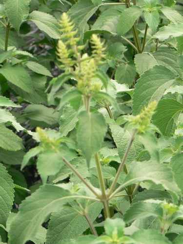 Basil tree