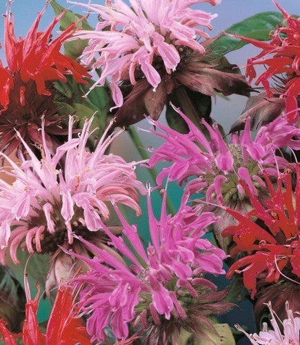BergamotMint ‘Mixed’