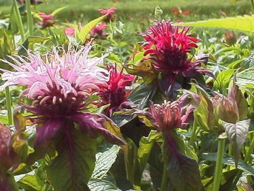 BergamotMint ‘Mixed’