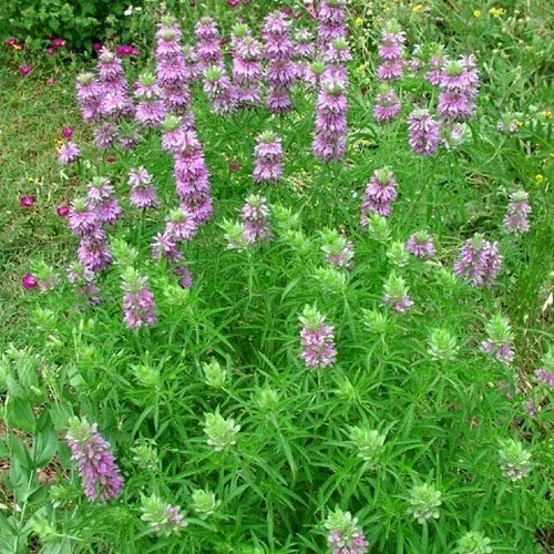 BergamotMint, Citroen 'Purplish Lilac'