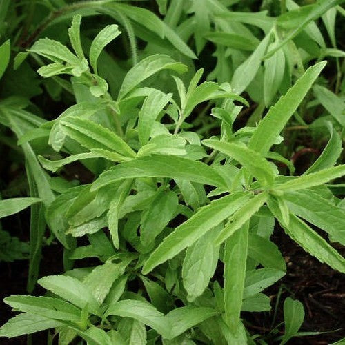 BergamotMint, Citroen 'Purplish Lilac'