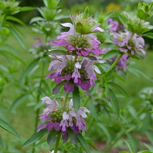 BergamotMint, Citroen 'Purplish Lilac'