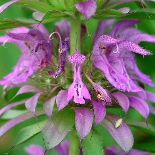 BergamotMint, Citroen 'Purplish Lilac'