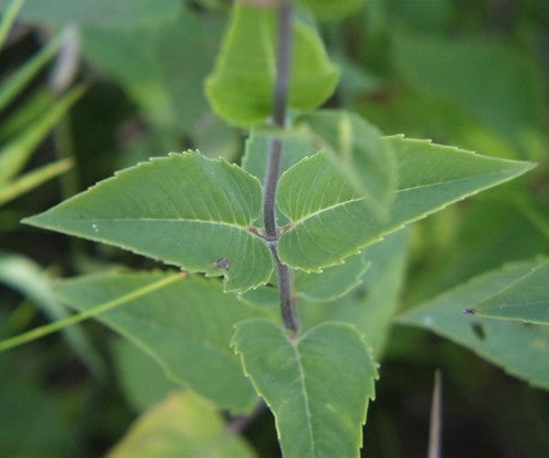 Bergamot Mint, Wild