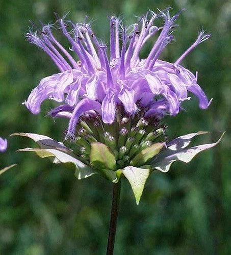 Bergamot Mint, Wild