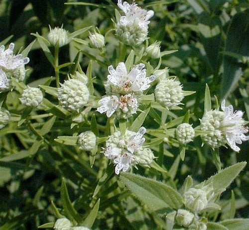 Bergmint