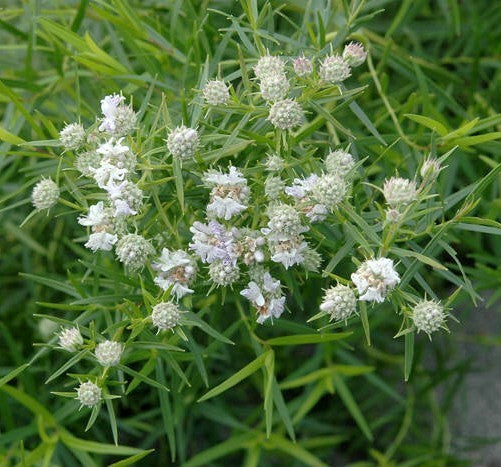 Bergmint
