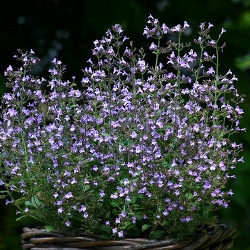 BergsteenTijm 'Marvelette Blue'