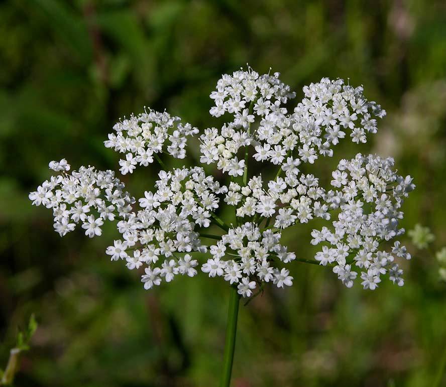 Bevernel, Grote