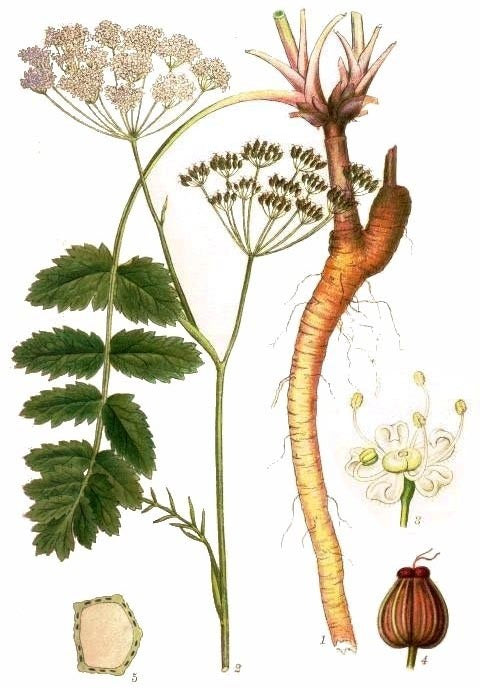 Burnet saxifrage