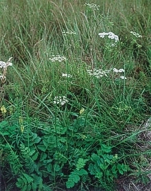 Burnet saxifrage
