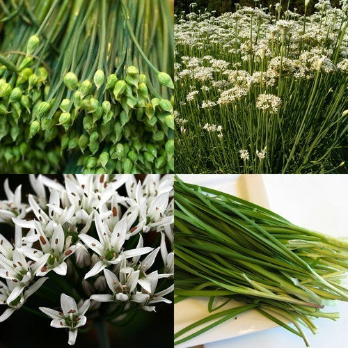 BiesLook, Chinese 'Ky Broad Leaf' / 'Nien Hwa'