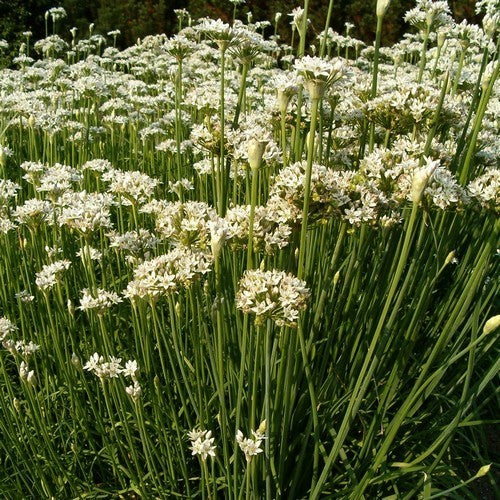 BiesLook, Chinese 'Ky Broad Leaf' / 'Nien Hwa'