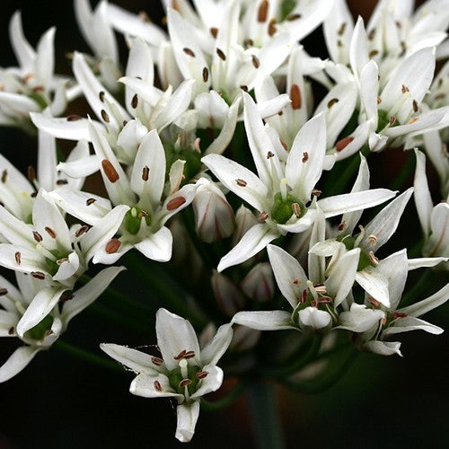 BiesLook, Chinese 'Ky Broad Leaf' / 'Nien Hwa'