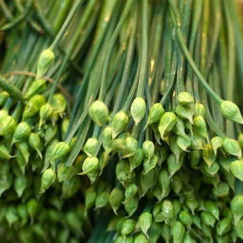 BiesLook, Chinese 'Ky Broad Leaf' / 'Nien Hwa'