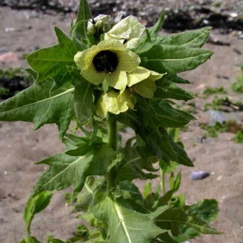 Bilzekruid