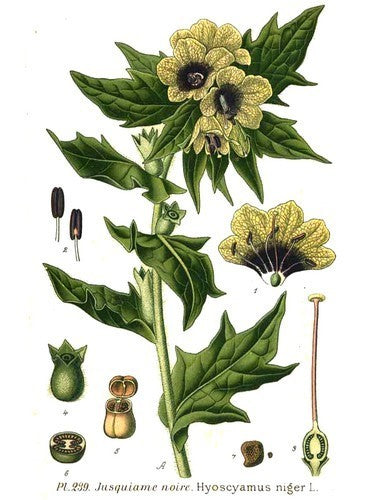 Bilzekruid