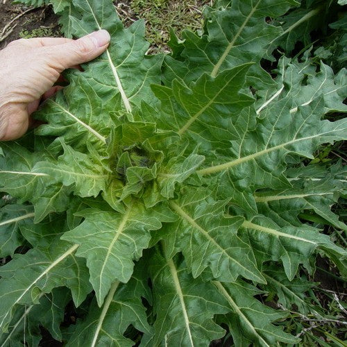 Bilzekruid
