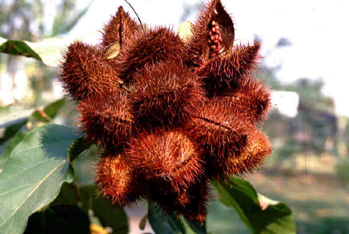 Bixa