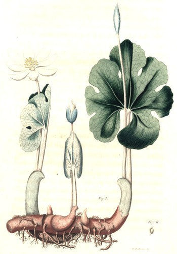 Bloedwortel, Canadese