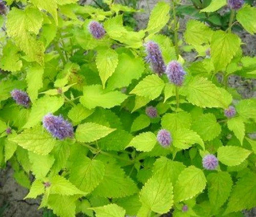 Blonde Korean Mint 'Golden Jubilee'