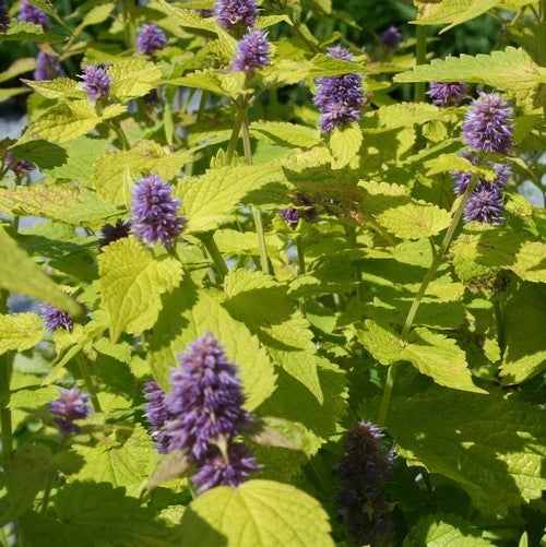 Blonde Korean Mint 'Golden Jubilee'