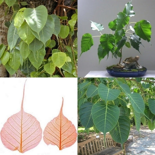 Bodhiboom
