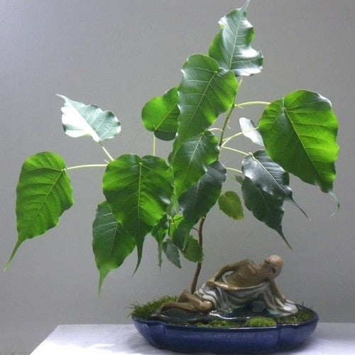 Bodhiboom