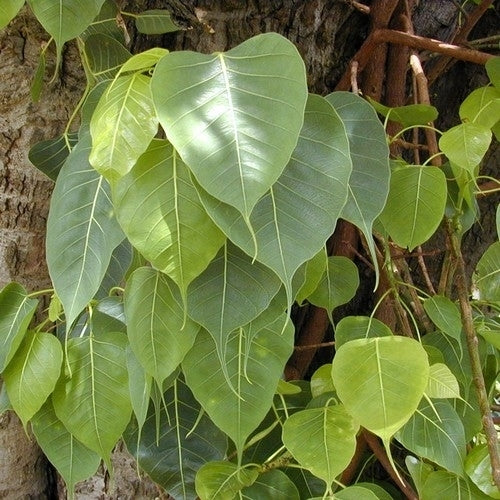 Bodhiboom