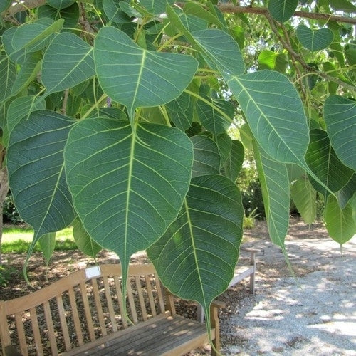 Bodhiboom