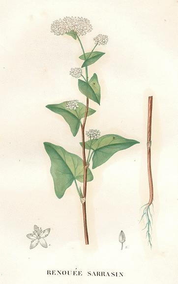 Boekweit 'Lileja' e.a.