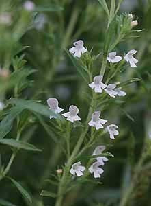 Savory, Summer 'Midget' / 'Pikanta'