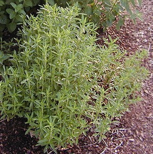 Savory, Perennial