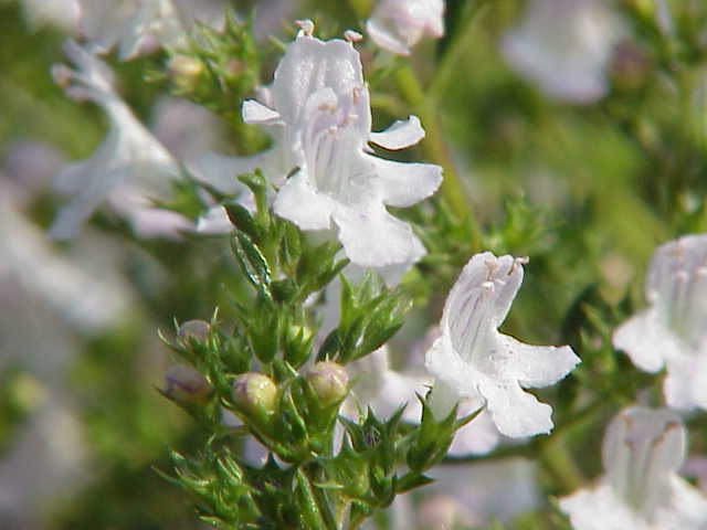 Savory, Perennial