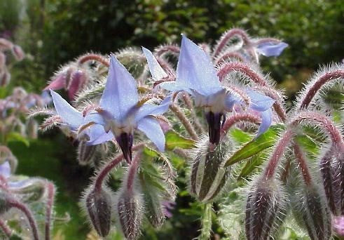Borage 'Gewone Blauwe'