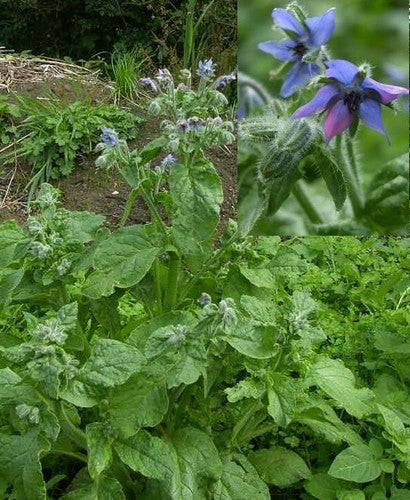 Borage 'Gewone Blauwe'