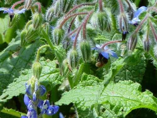 Borage 'Gewone Blauwe'