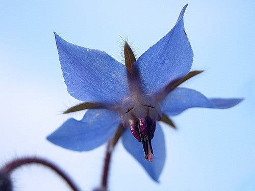 Borage 'Gewone Blauwe'