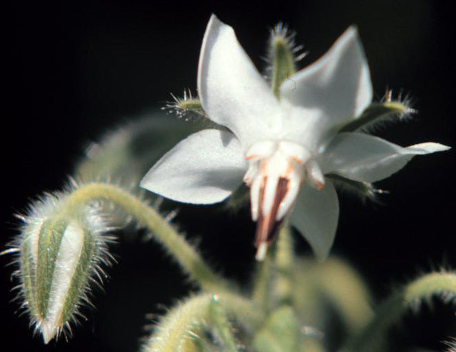 Borage 'Bianca'